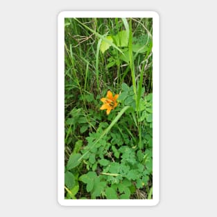 Tiger lily in the field Sticker